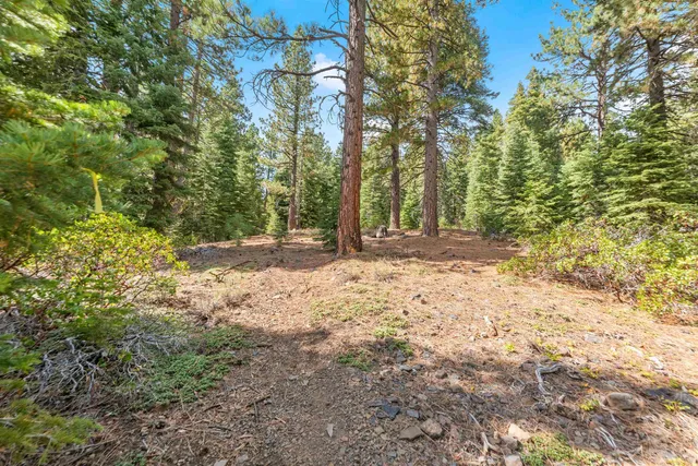 a view of a yard with trees