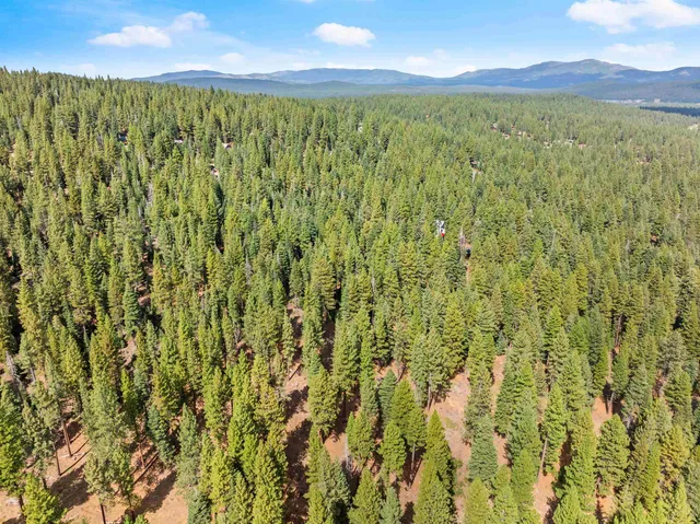 a view of a bunch of plants