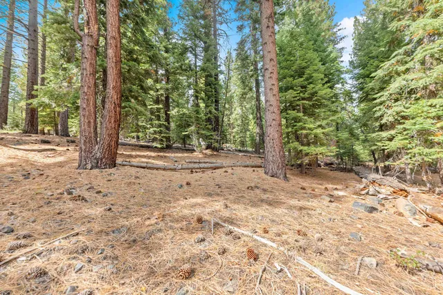 a view of a forest filled with trees