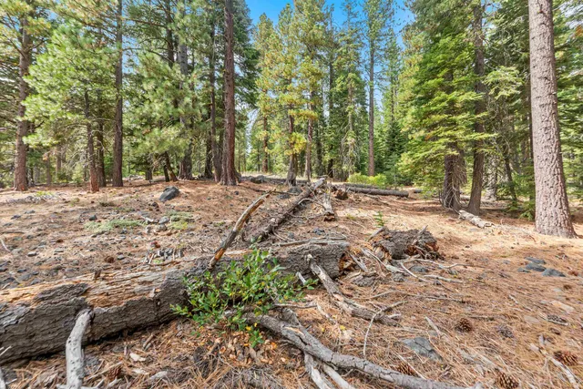 a view of a yard with plants and trees