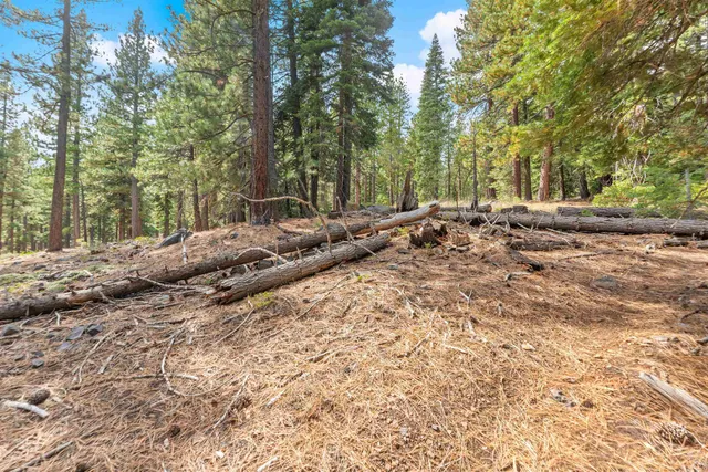 a view of a forest with trees