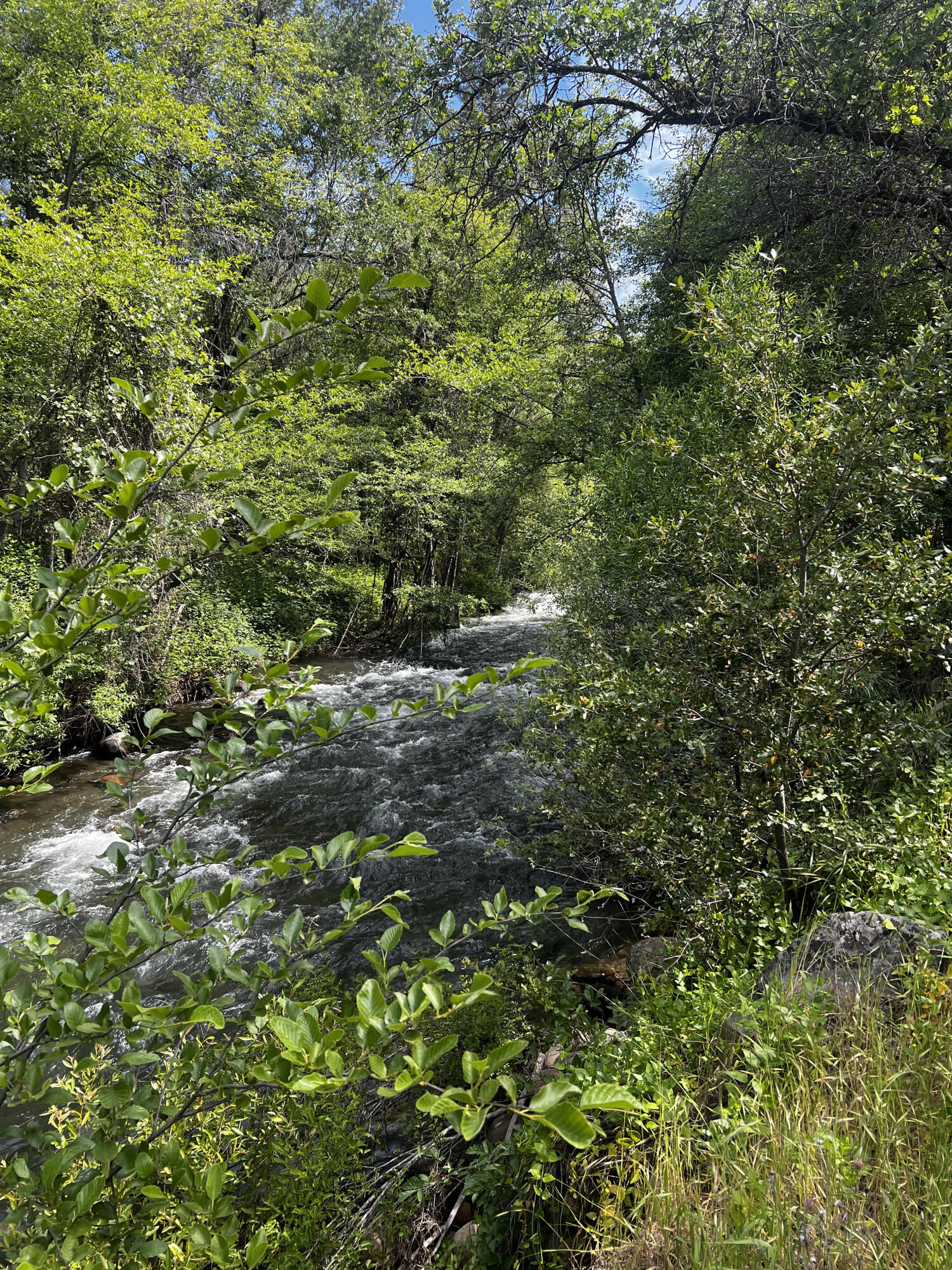 Hidden Springs Lane Whitmore, CA 96096 - Photo 2 of 21 a view of a lush green forest with large trees