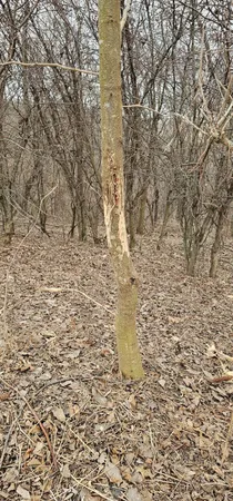 $2,175,000 | 8492 Glory Road, Houston, MN 55943