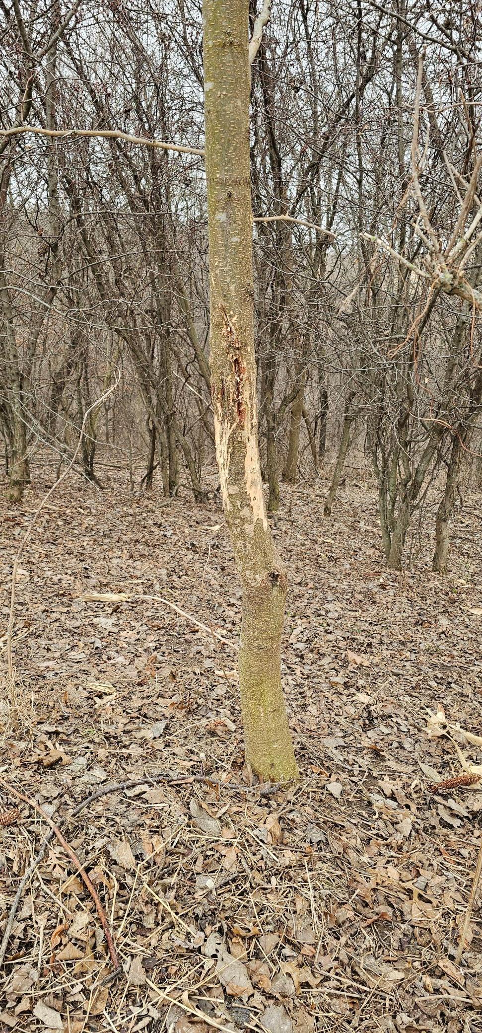 8492 Glory Road Houston, MN 55943 - Photo 77 of 111