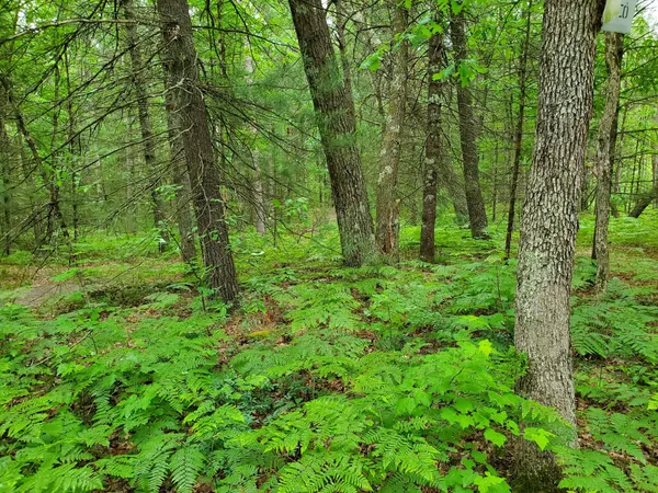 $219,900 | 5242 South Forest Drive, Baldwin, MI 49304