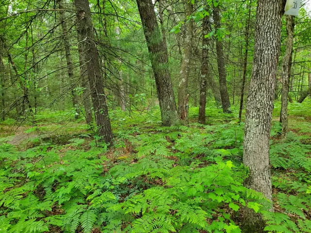 $219,900 | 5242 South Forest Drive, Baldwin, MI 49304