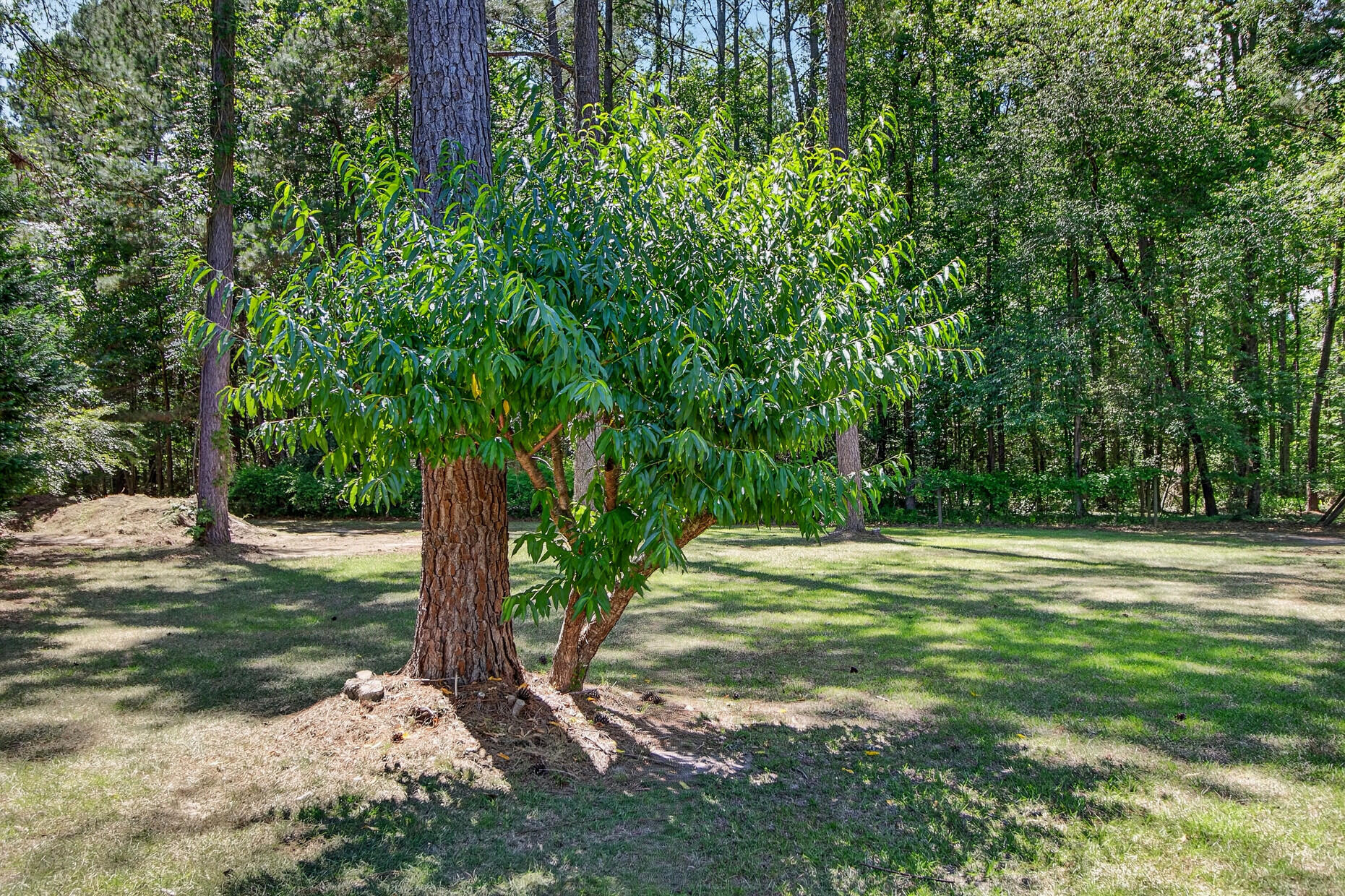 105 Satling Court Ridgeville, SC 29472 - Photo 64 of 73 37___37_mls