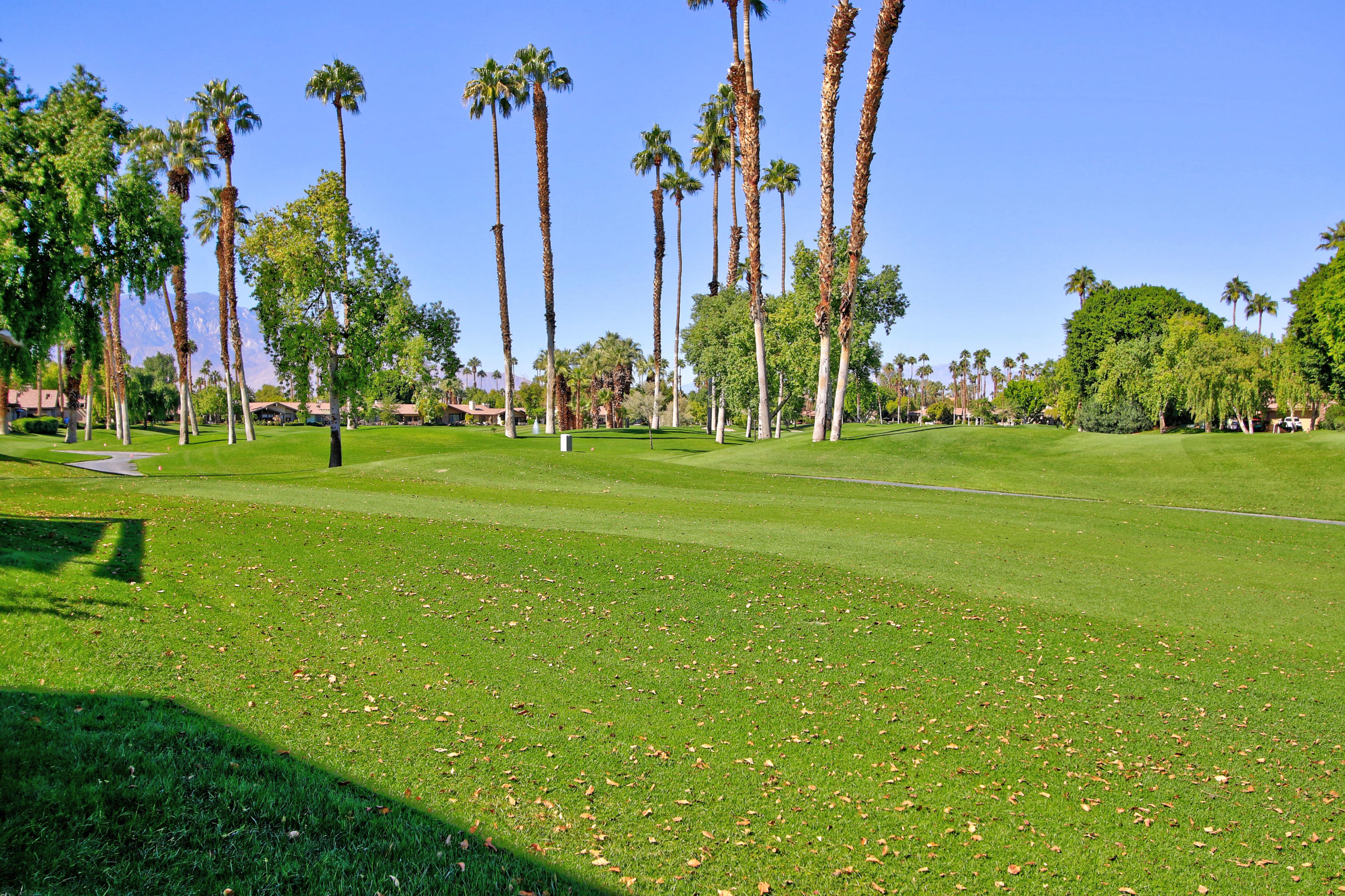 368 Red River Road Palm Desert, CA 92211 - Photo 1 of 36 a view of a park with palm trees