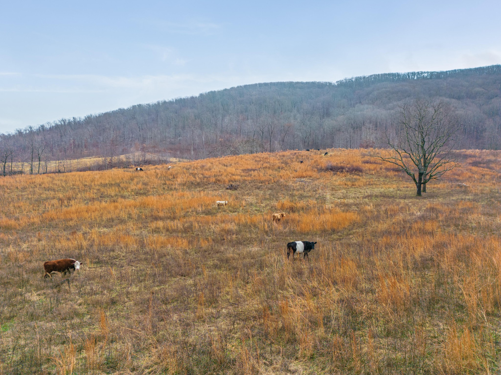 0 Kemmer Road Crossville, TN 38555 - Photo 3 of 14 Gallery Image 3