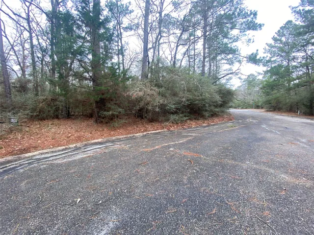 a view of a forest with trees in the background