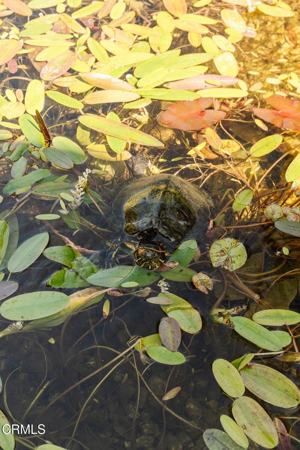 1300 Meadowbrook Road Altadena, CA 91001 - Photo 40 of 45 040_1300_meadow_brook-133_72