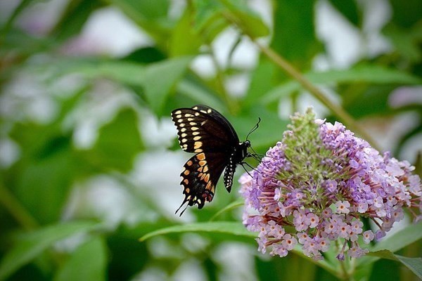305 Potter Road Framingham, MA 01701 - Photo 21 of 21 a view of a flower