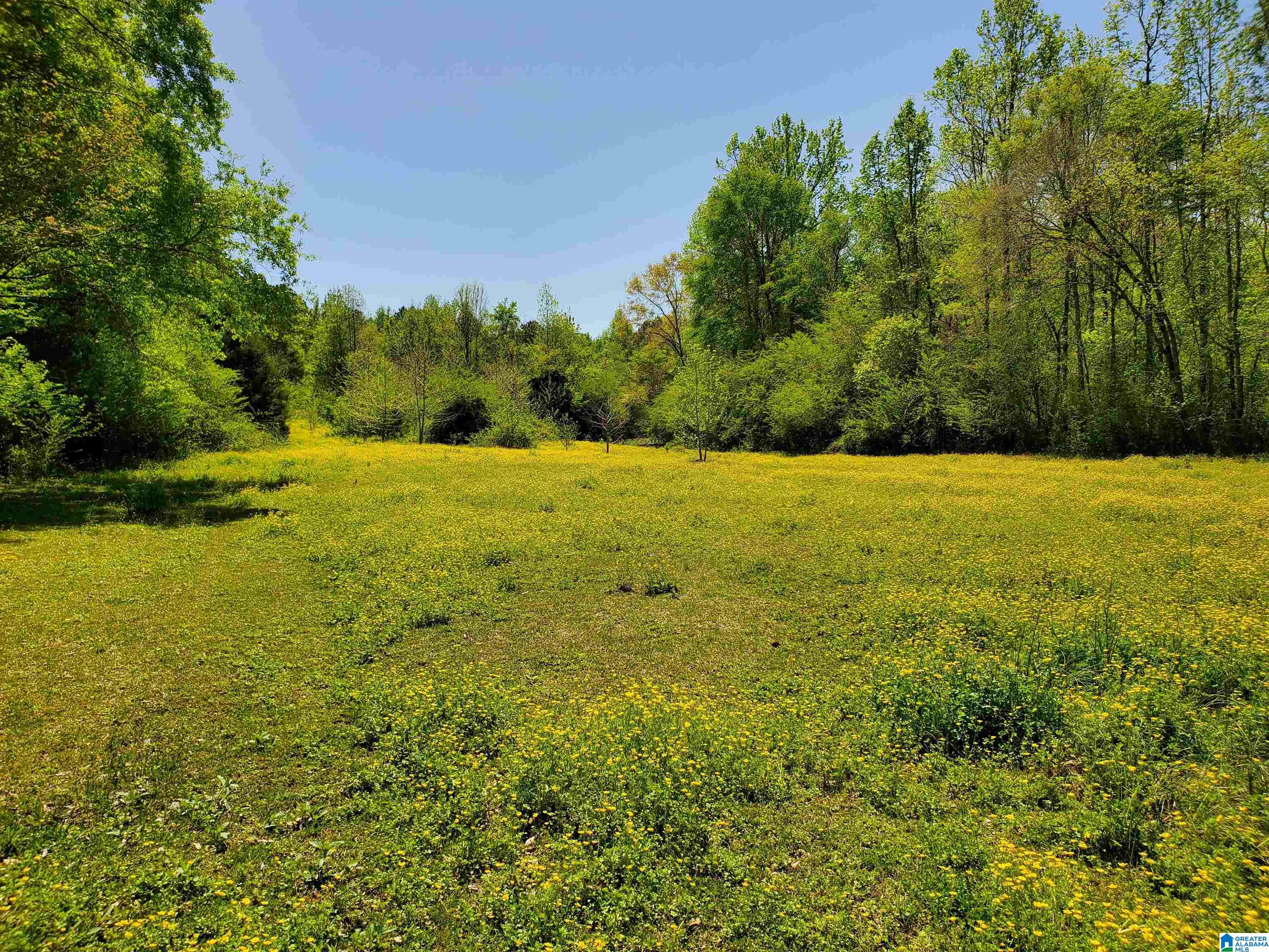 31 County Road Ashville, AL 35953 - Photo 10 of 14