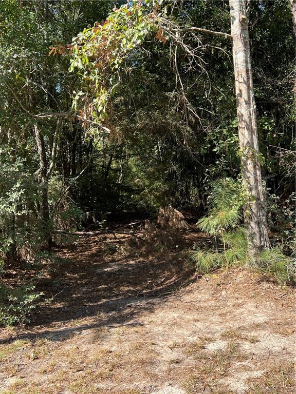 Lot West Fontana Road Independence, LA 70443 - Photo 4 of 7