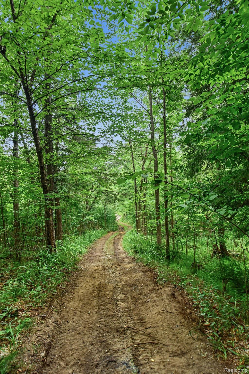 1646 Boy Scout Road Caro, MI 48723 - Photo 26 of 28 Wooded property featuring a natural dirt path, mature trees with verdant foliage, and clear skies overhead