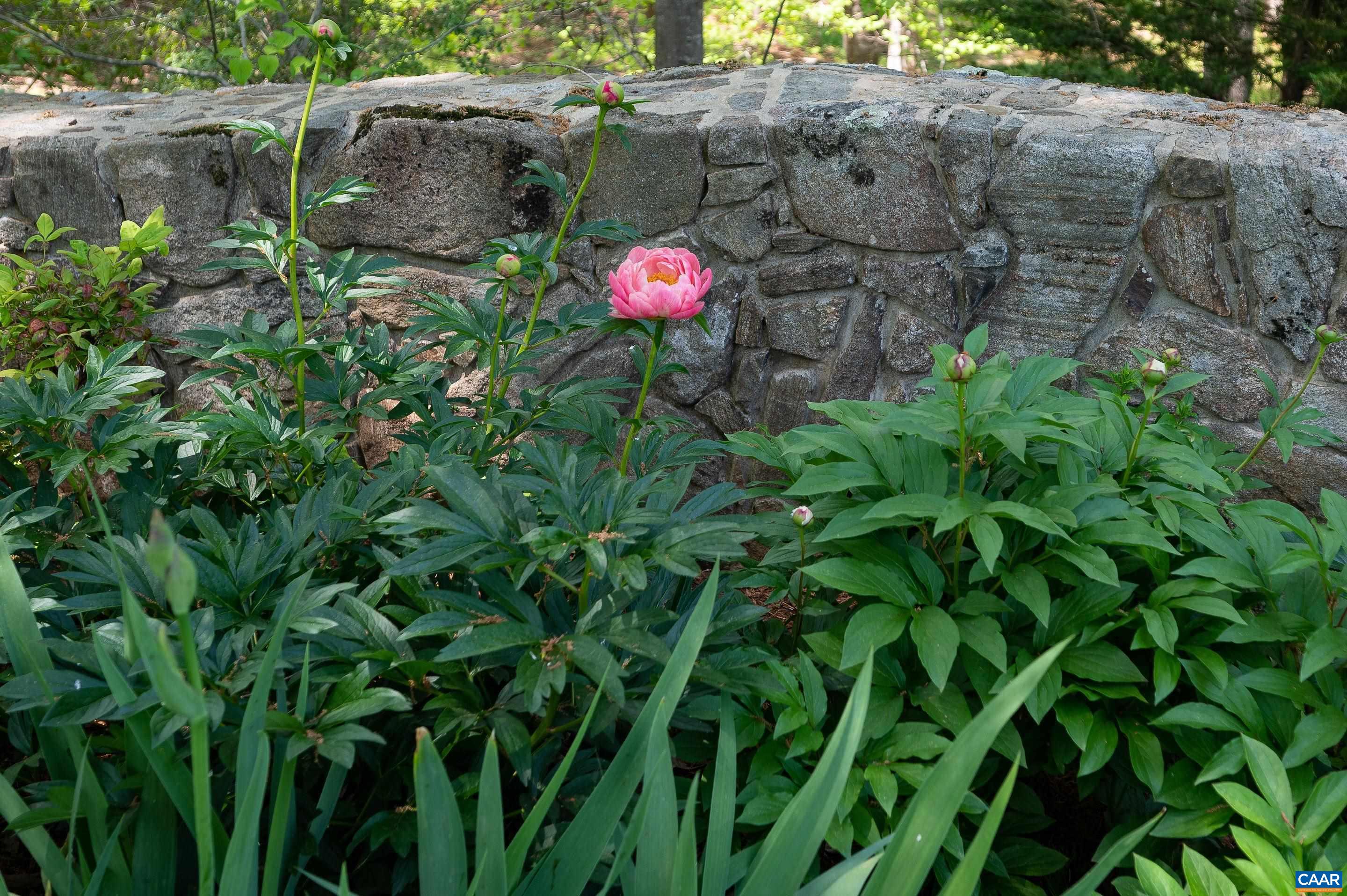 380 Spring Lane Charlottesville, VA 22903 - Photo 62 of 62 Gallery Image 62
