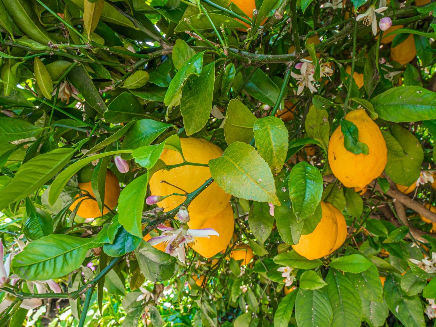 450 Spruce Circle Watsonville, CA 95076 - Photo 12 of 30