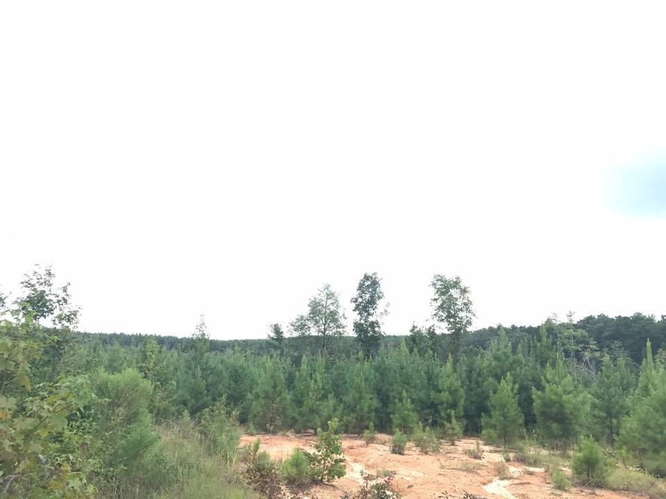 0 Turner Road Forest, MS 39074 - Photo 14 of 14 Photo 16
