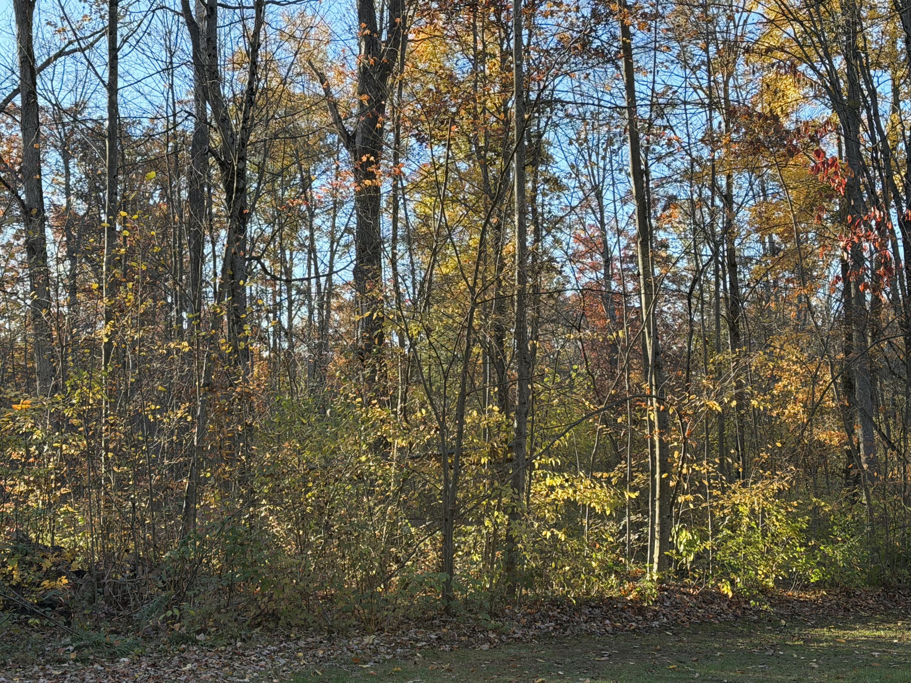 V/l Maple Hill Road, Unit PARCEL D Howard City, MI 49329 - Photo 10 of 11 IMG_0811