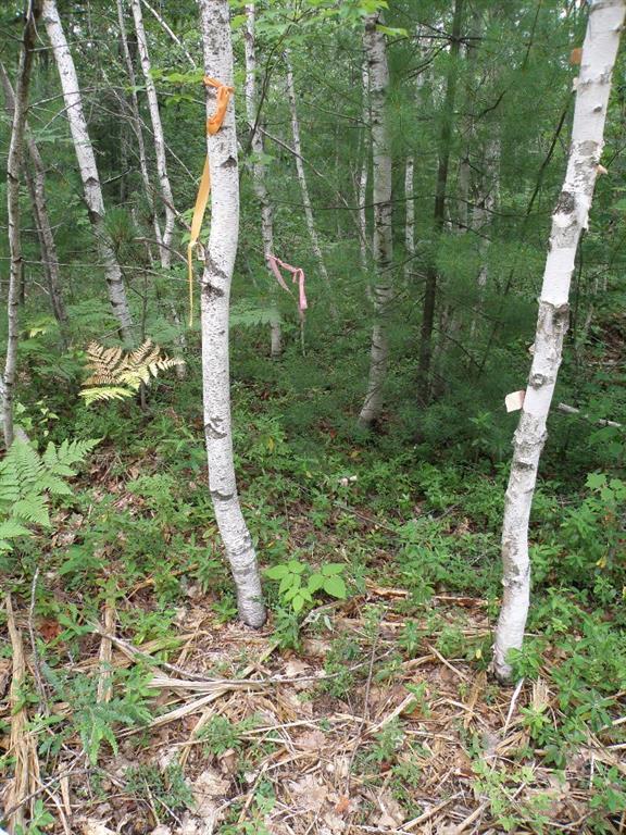 Lot 27 Lane Road Cherryfield, ME 04622 - Photo 10 of 11 Photo