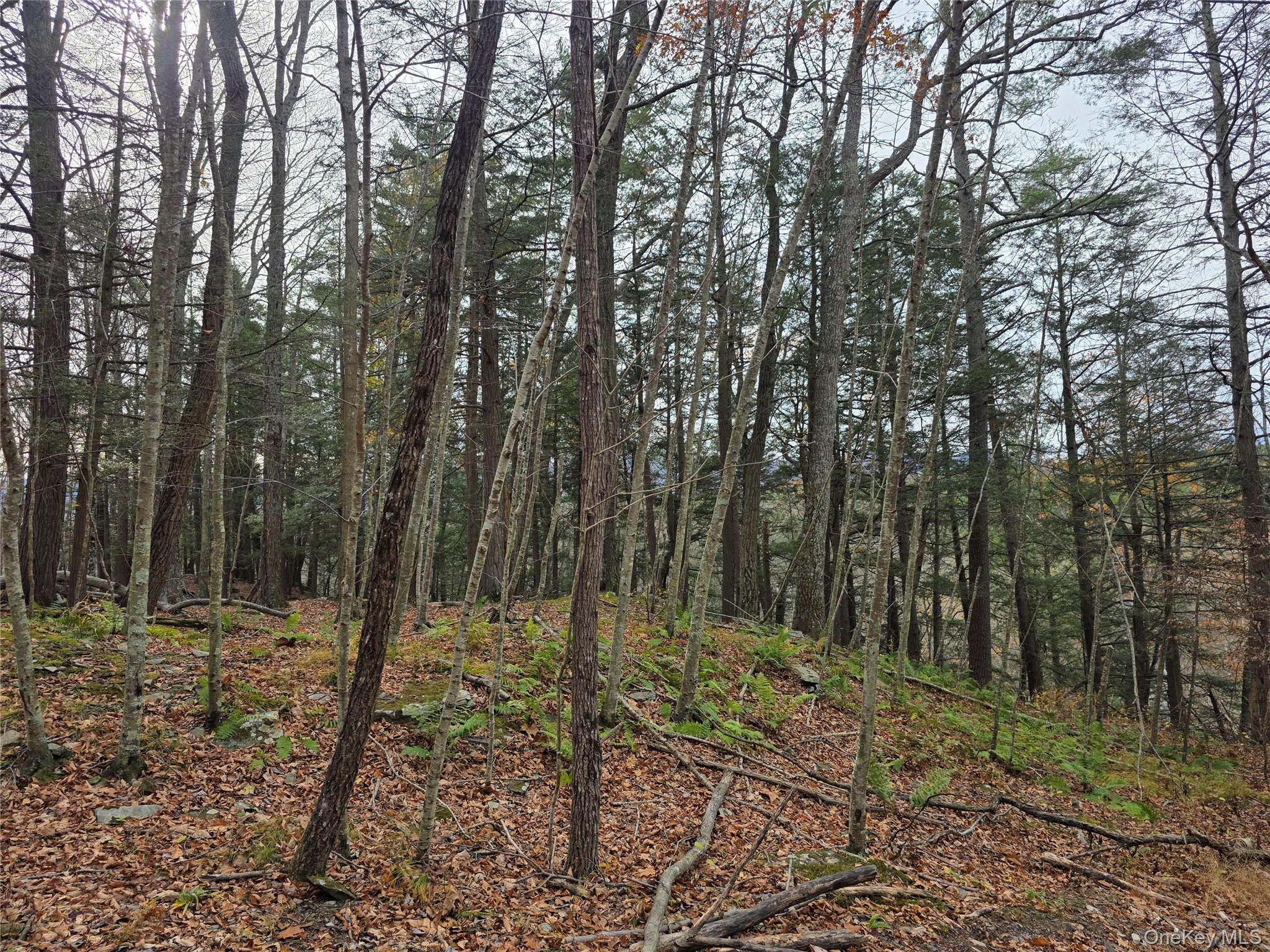 0 County Route 41 Cairo, NY 12413 - Photo 3 of 6 a view of a forest