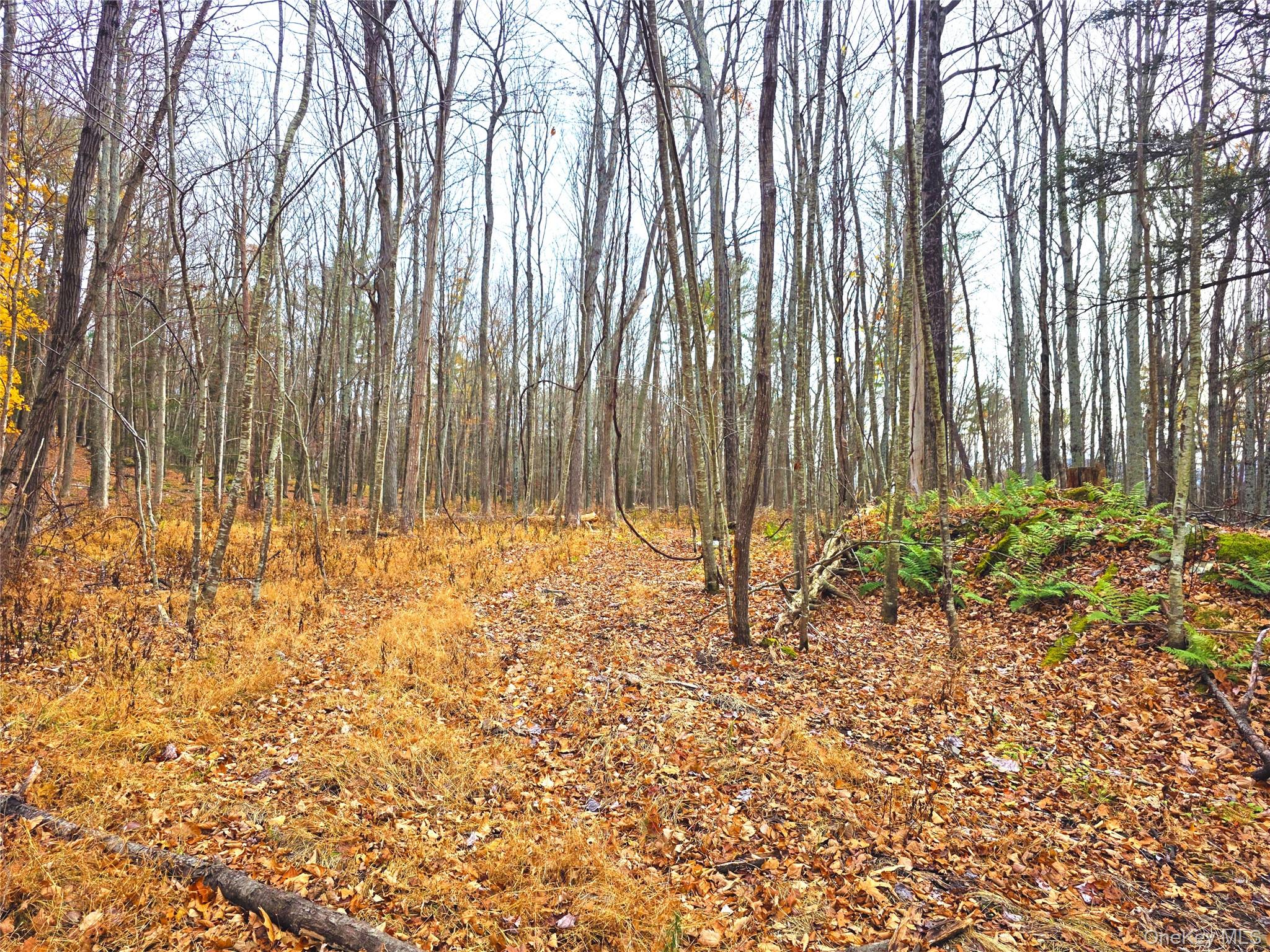 0 County Route 41 Cairo, NY 12413 - Photo 4 of 6