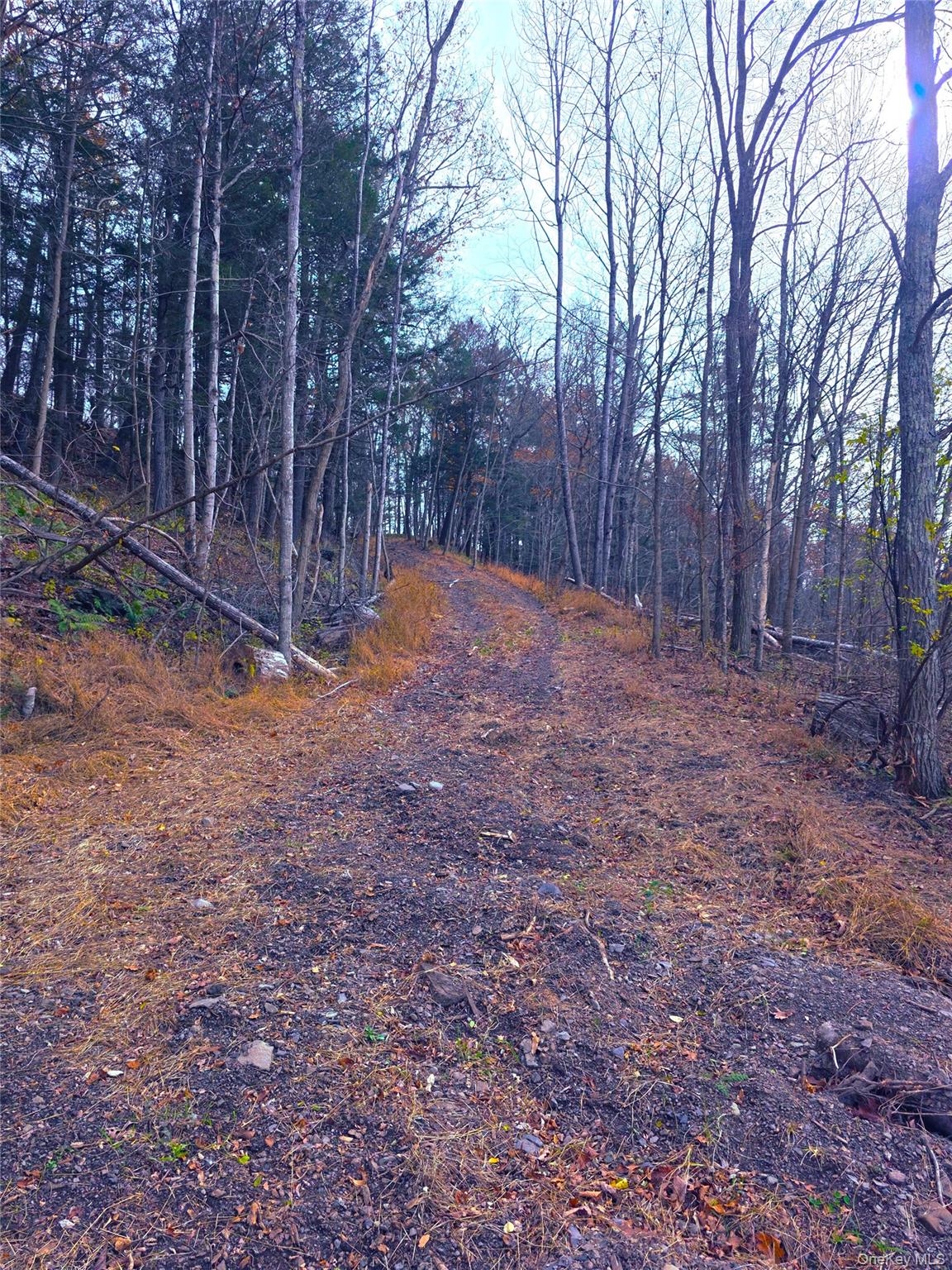 0 County Route 41 Cairo, NY 12413 - Photo 5 of 6 a backyard of a house with lots of green space