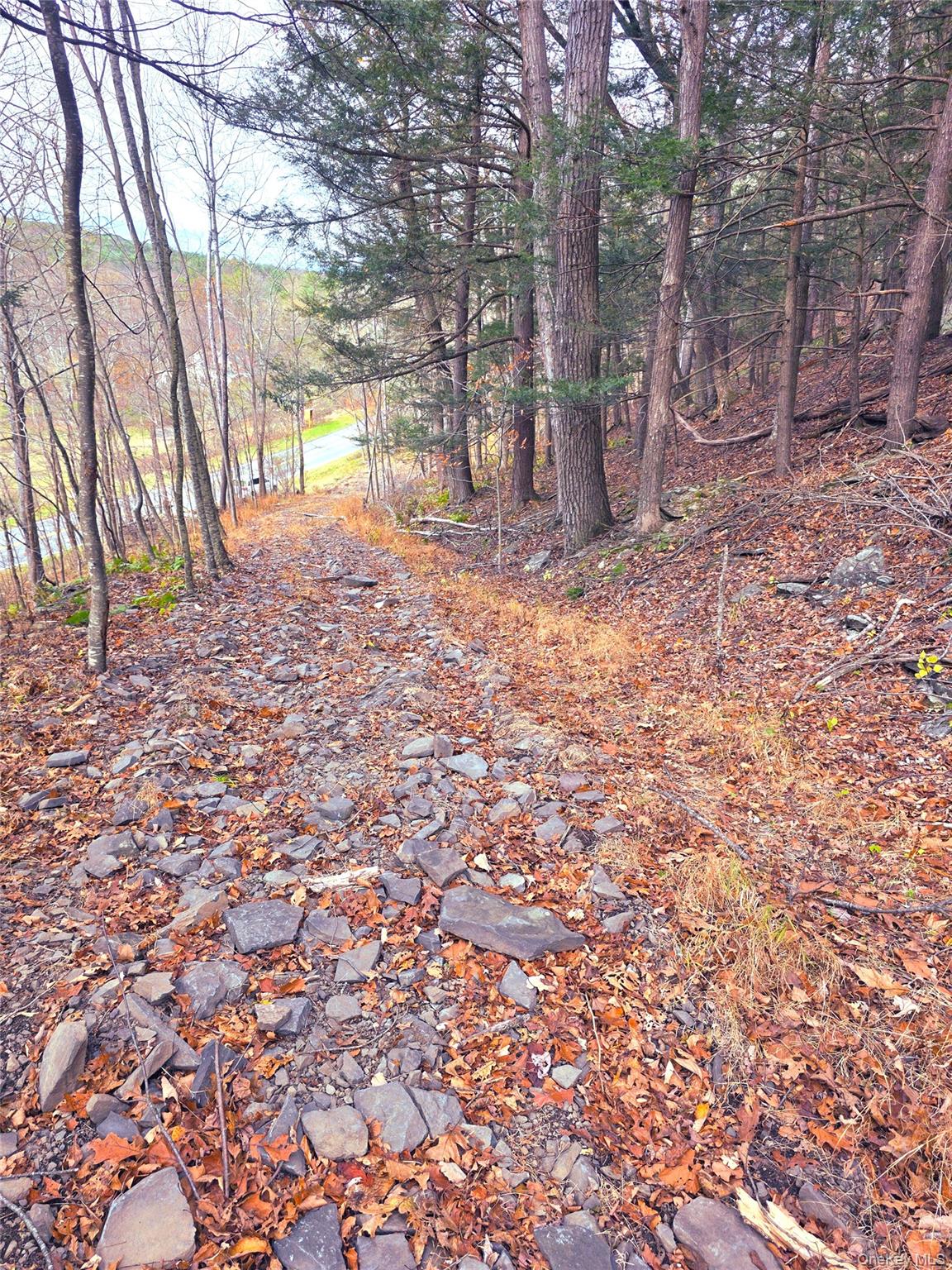 0 County Route 41 Cairo, NY 12413 - Photo 6 of 6 a view of a yard with trees