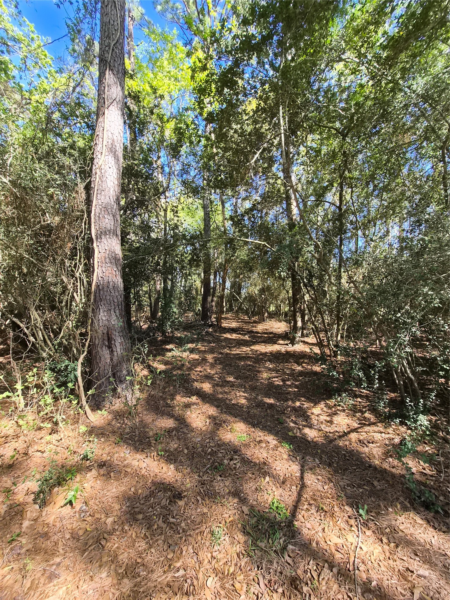 4610 Sloangate Drive Spring, TX 77373 - Photo 37 of 48