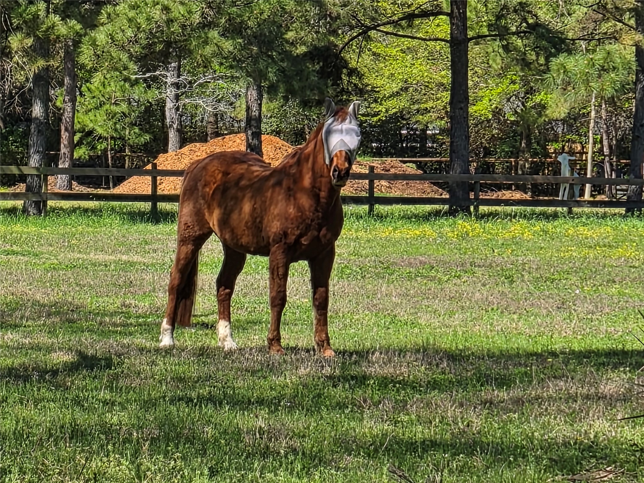 4610 Sloangate Drive Spring, TX 77373 - Photo 42 of 48 Visitors attract attention.