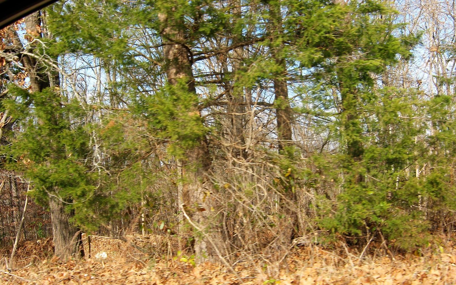 Tbd Oak Ridge Drive, Unit LOT 40 Shell Knob, MO 65747 - Photo 1 of 1 IMG_8072