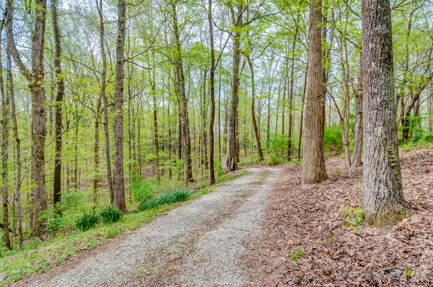 1136 Dora Whitley Road Franklin, TN 37064 - Photo 4 of 37 a view of a road with plants and large trees