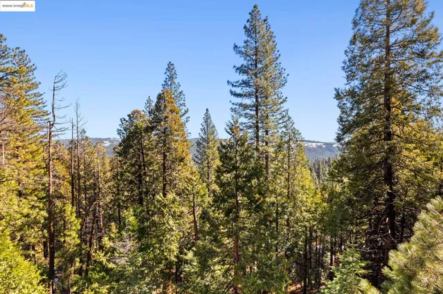 a close up of a tree