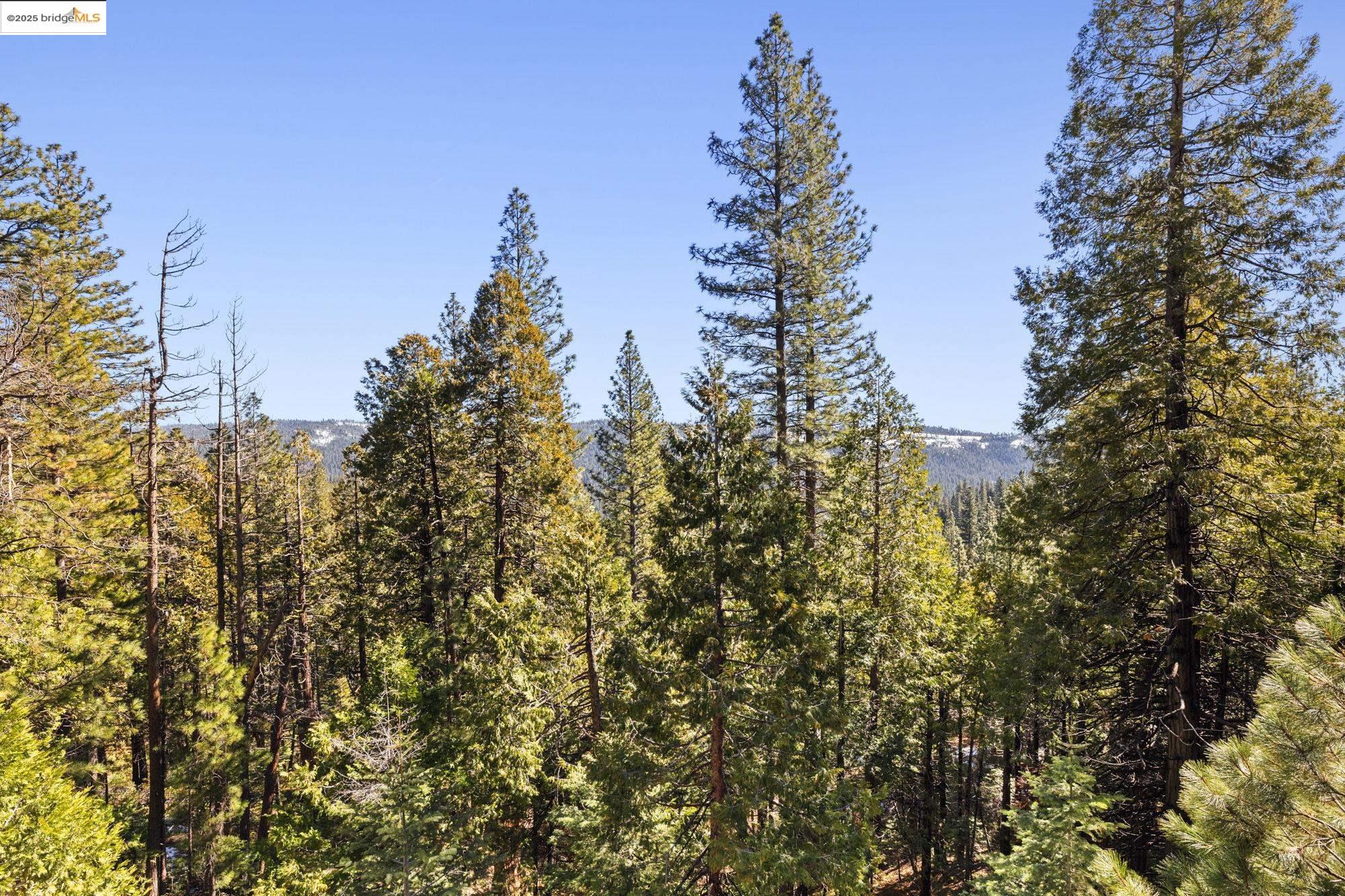 29803 West Mono Road Cold Springs, CA 95335 - Photo 25 of 51 a close up of a tree