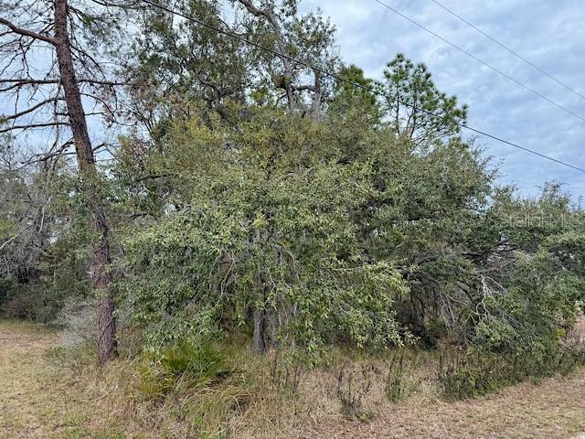 10439 Gypsy Avenue Weeki Wachee, FL 34613 - Photo 11 of 12 a view of a forest with lots of trees