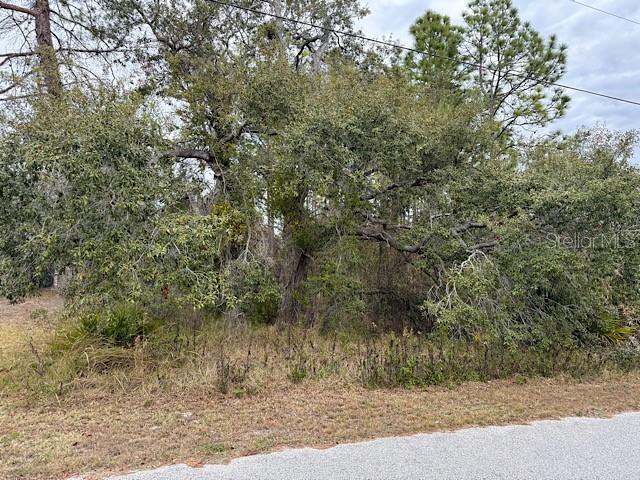 10439 Gypsy Avenue Weeki Wachee, FL 34613 - Photo 2 of 12 a view of a yard with large trees