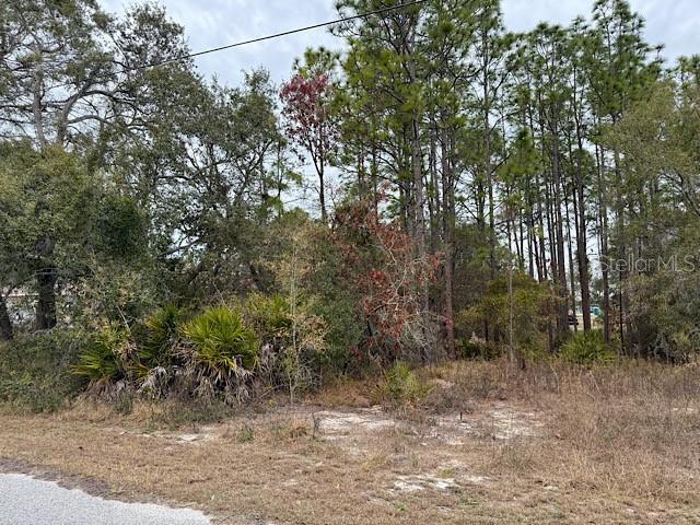 10439 Gypsy Avenue Weeki Wachee, FL 34613 - Photo 5 of 12 a view of a forest filled with trees