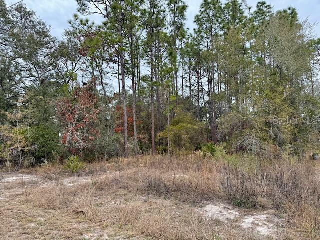 10439 Gypsy Avenue Weeki Wachee, FL 34613 - Photo 6 of 12 a view of a forest with trees in the background