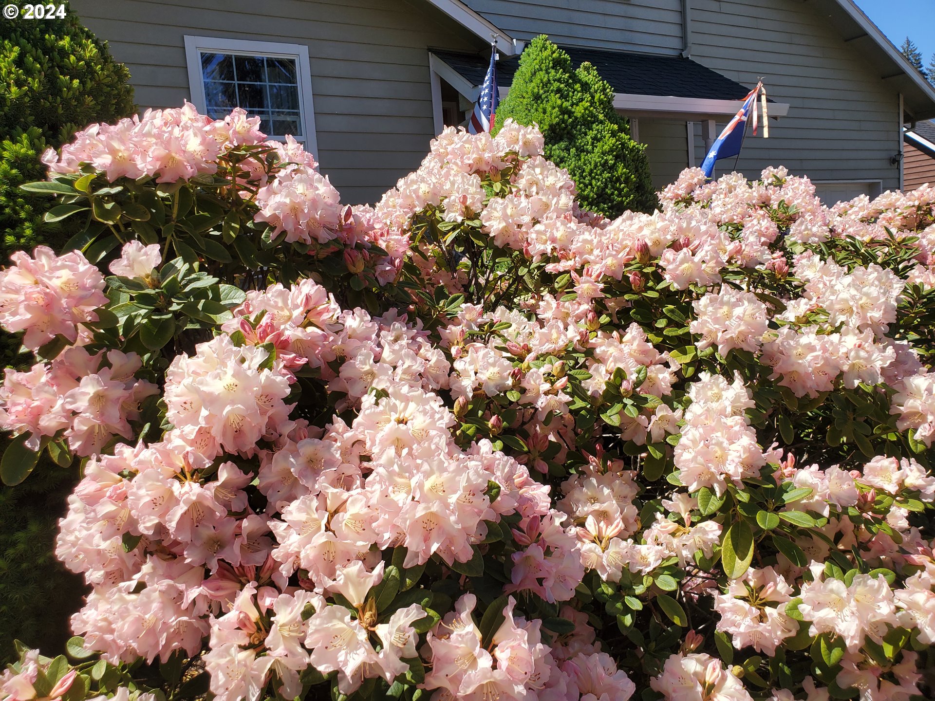 952 South 67th Street Springfield, OR 97478 - Photo 13 of 44 a view of a bunch of flowers