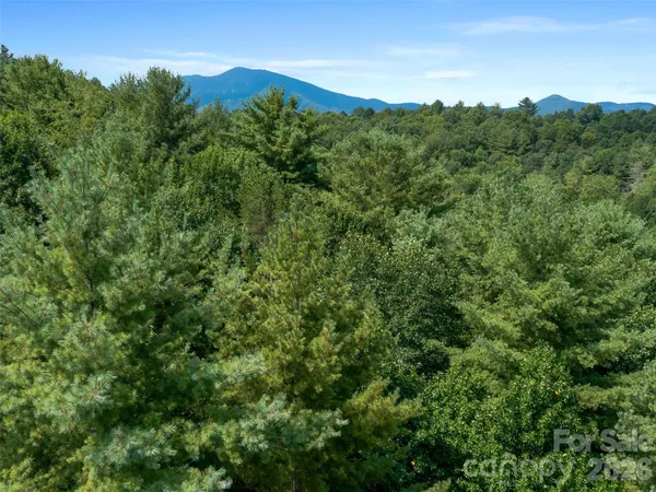 a view of a lush green forest with trees in the background