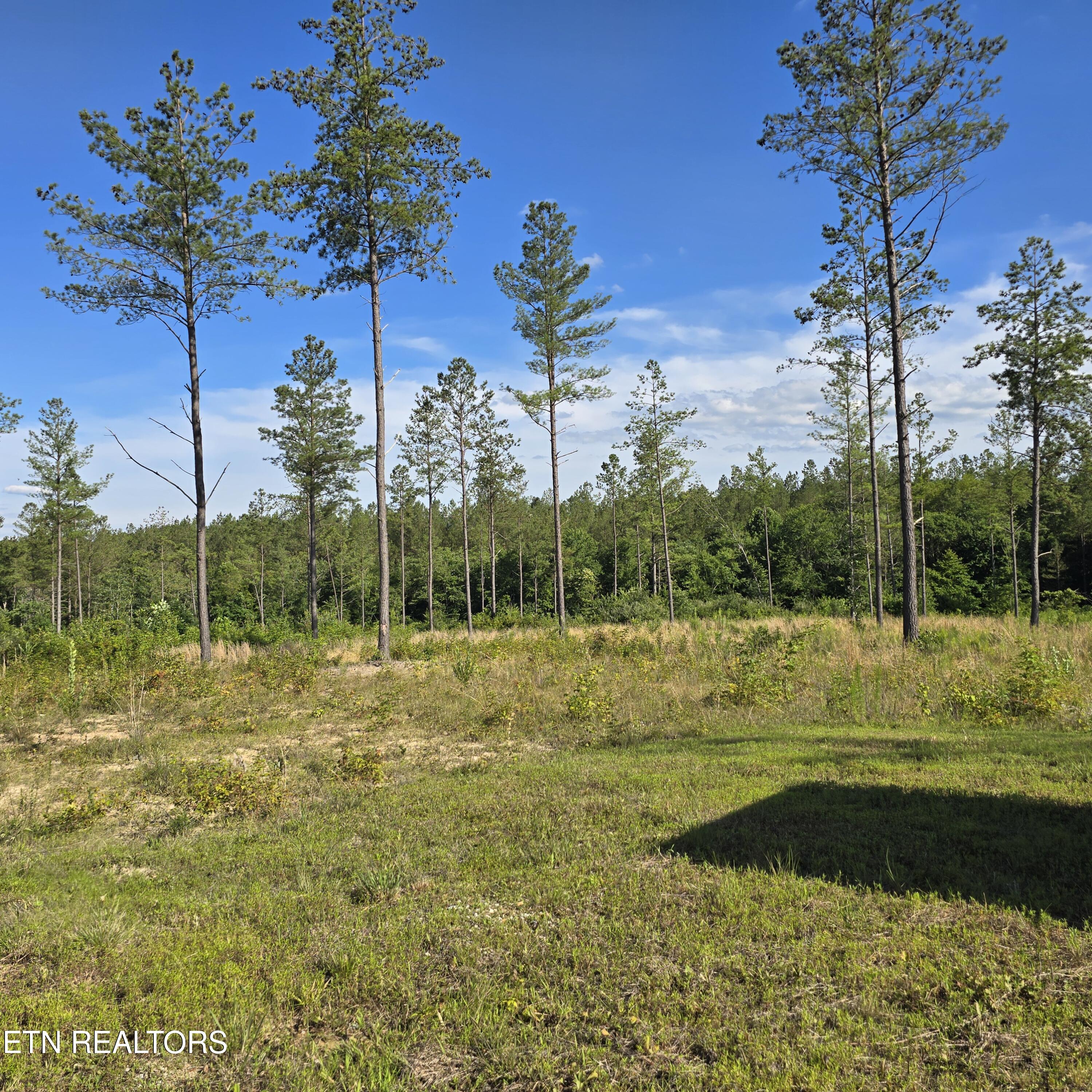 80-ac Red Hill Road Sunbright, TN 37872 - Photo 7 of 16 20260620_175609