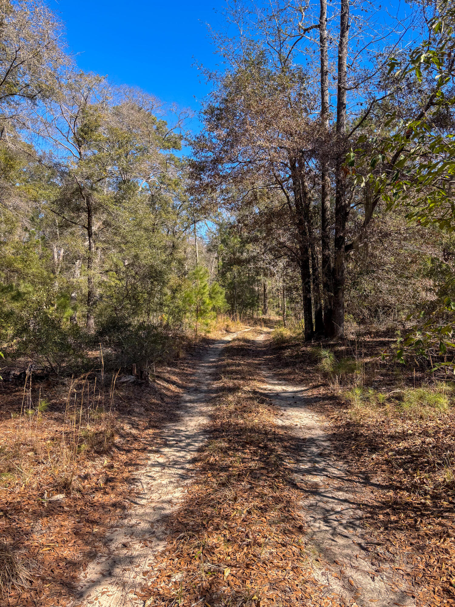 903 Harts Bluff Road Wadmalaw Island, SC 29487 - Photo 2 of 5 IMG_1265-2