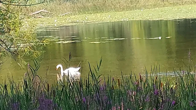 $699,000 | 58560 Indian Lake Road, Dowagiac, MI 49047