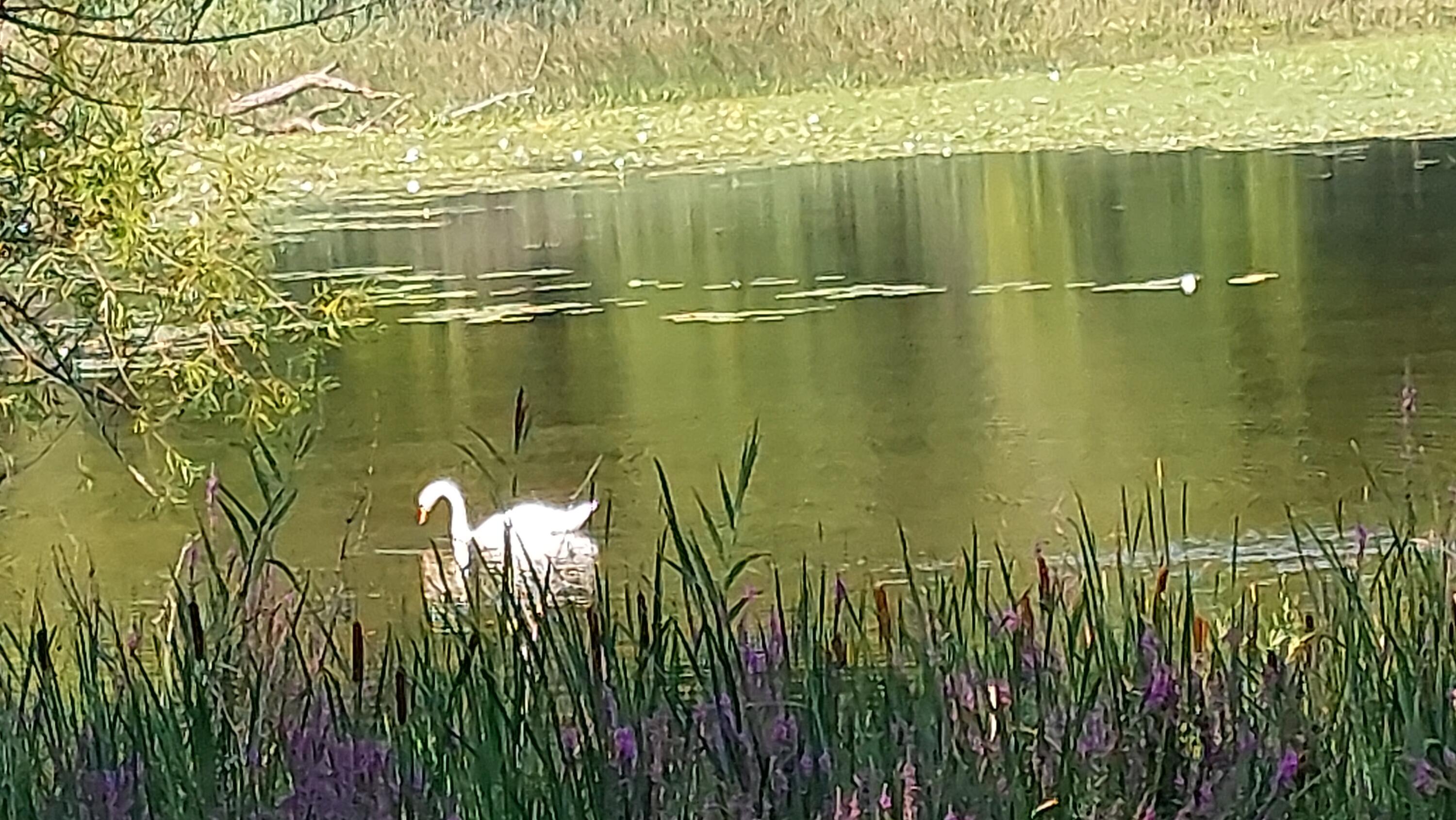 58560 Indian Lake Road Dowagiac, MI 49047 - Photo 111 of 129 20230808_113042