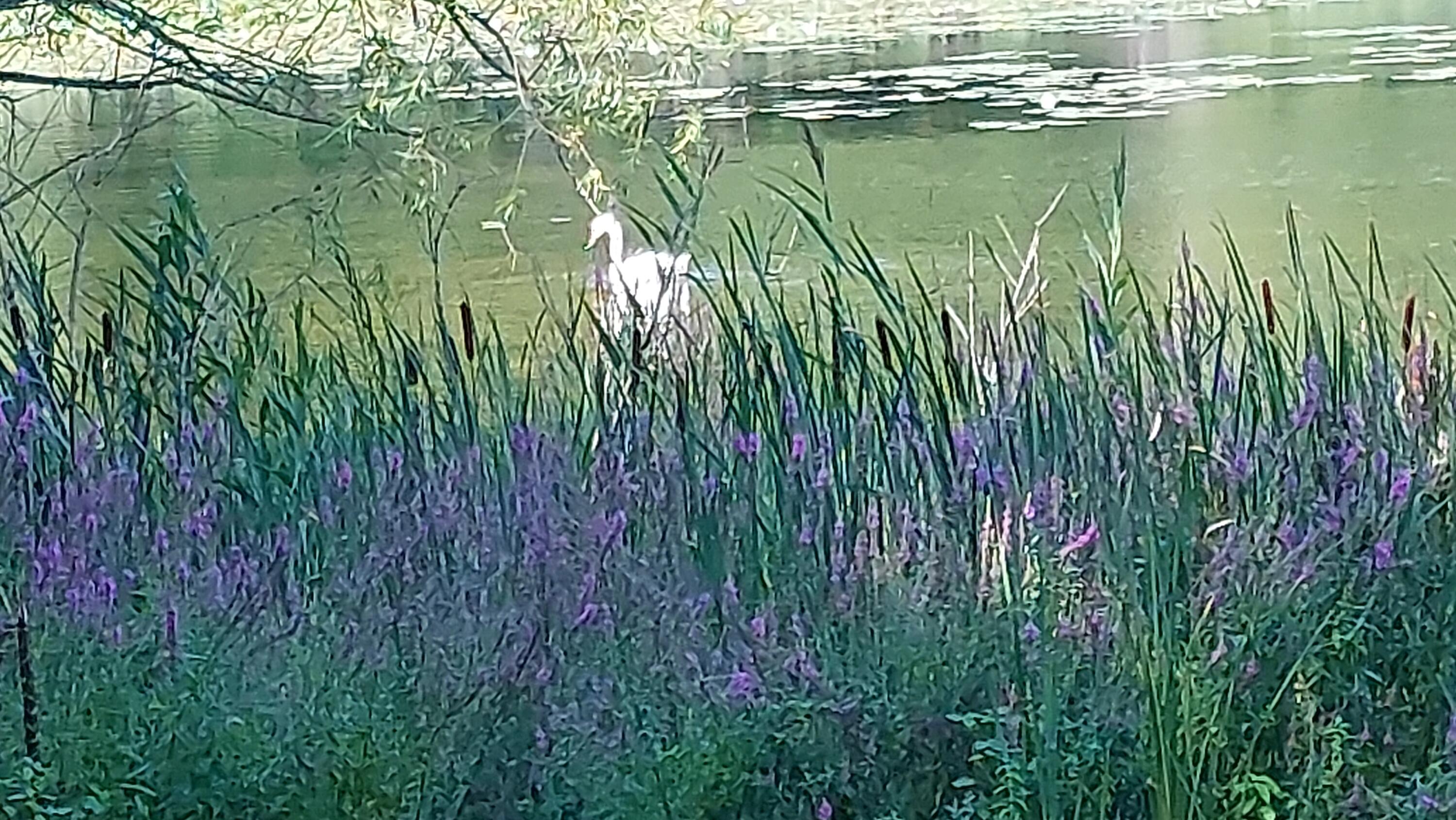 58560 Indian Lake Road Dowagiac, MI 49047 - Photo 123 of 129 20230808_113104