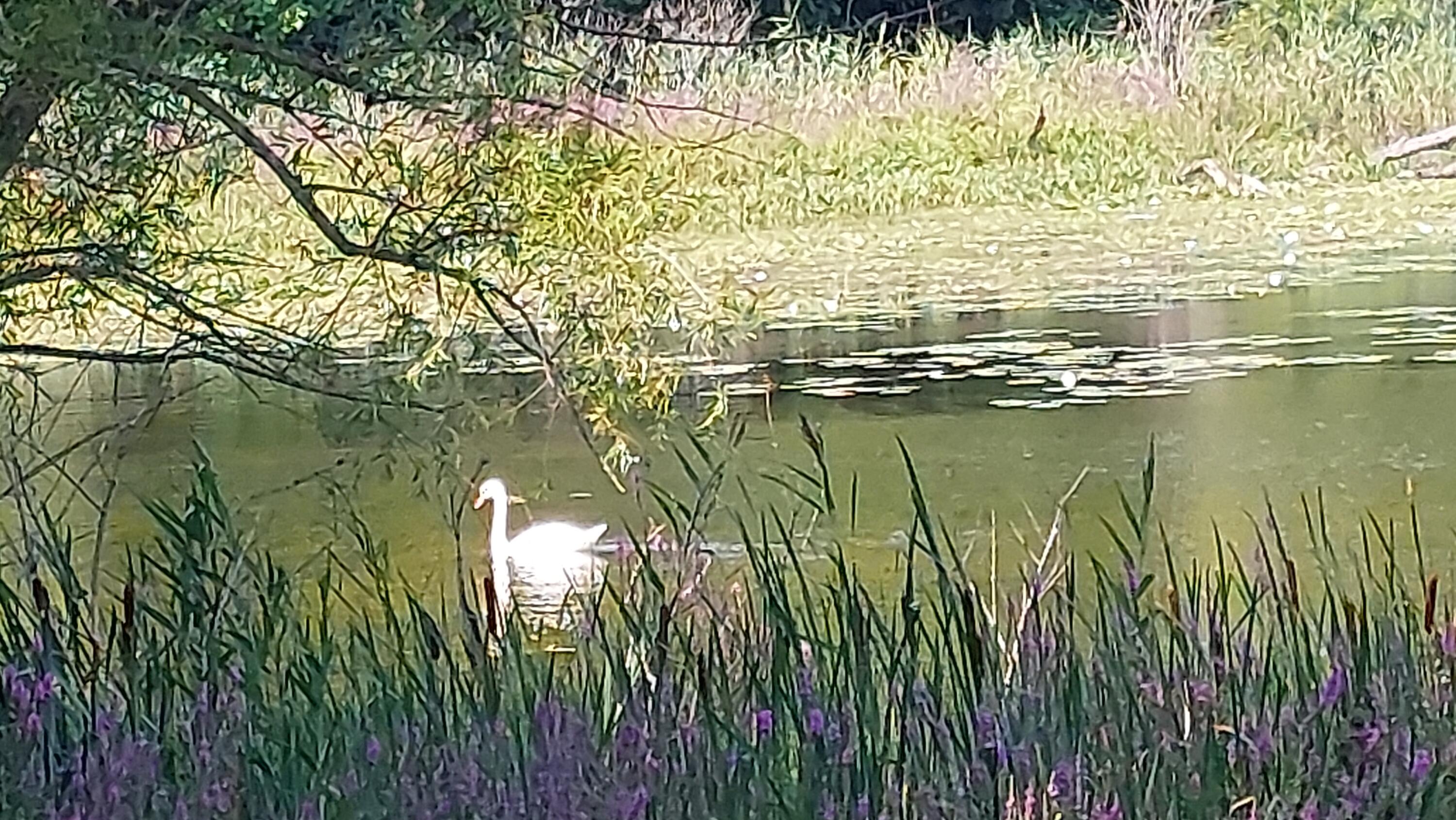 58560 Indian Lake Road Dowagiac, MI 49047 - Photo 14 of 129 20230808_113106