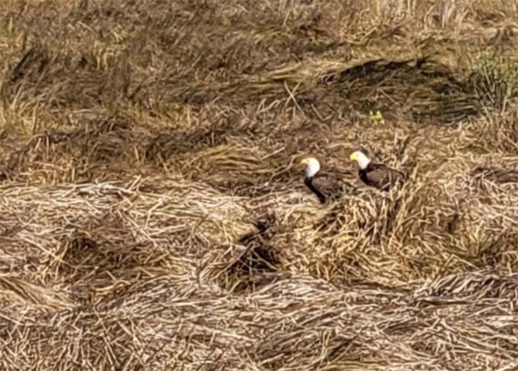 407 Carr Drive Slidell, LA 70458 - Photo 38 of 39