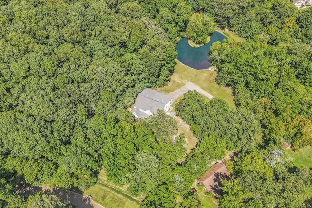a close up of a plant in a garden
