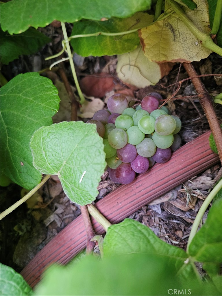 11541 Donovan Road Rossmoor, CA 90720 - Photo 50 of 51 Red grape vine