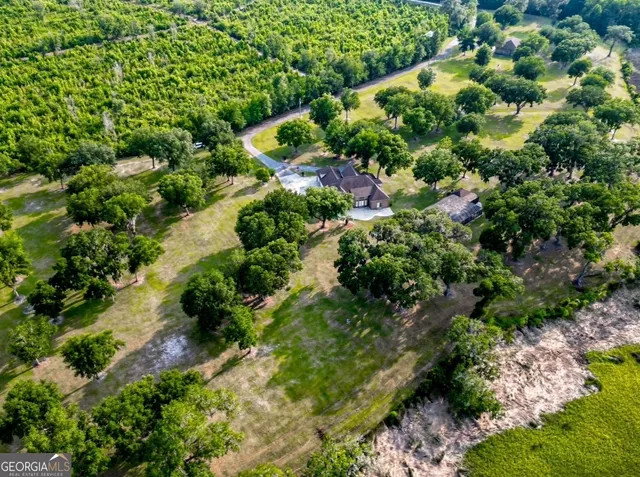 a plant with lots of trees